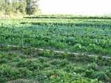 Organic farming