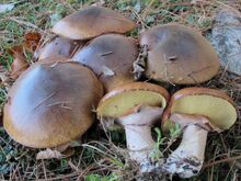 Suillus luteus 475376