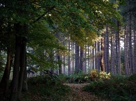 Sherwood Pines Forest Park, Notts.