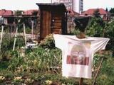 Allotment (gardening)