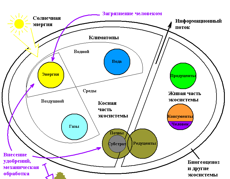 Структура биогеоценоза рисунок