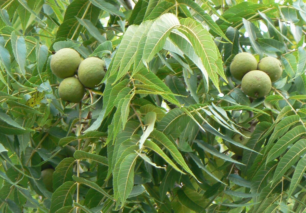 Орех черный, Juglans nigra