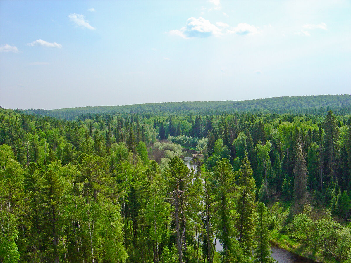 Ханты-Мансийский автономный округ лес