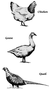 Birds
