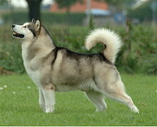 son malamutes dificiles de entrenar