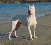 Dogo argentino