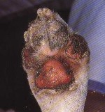 Paw