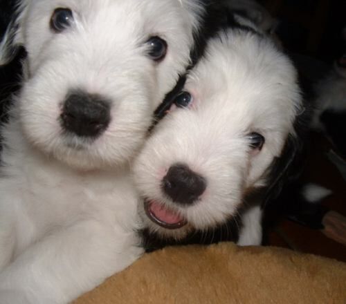 Old English Sheepdog  Razas de perros, Perro bobtail, Perros pastor ingles