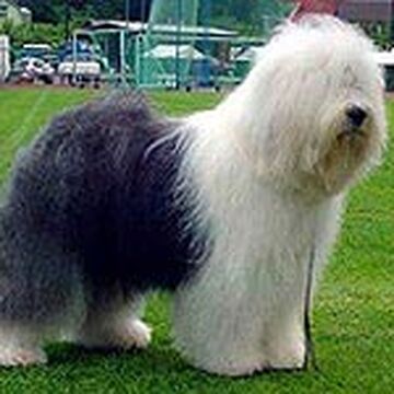 Old English Sheepdog  Razas de perros, Perro bobtail, Perros