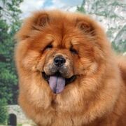 FOtos-de-perros-Chow-Chow