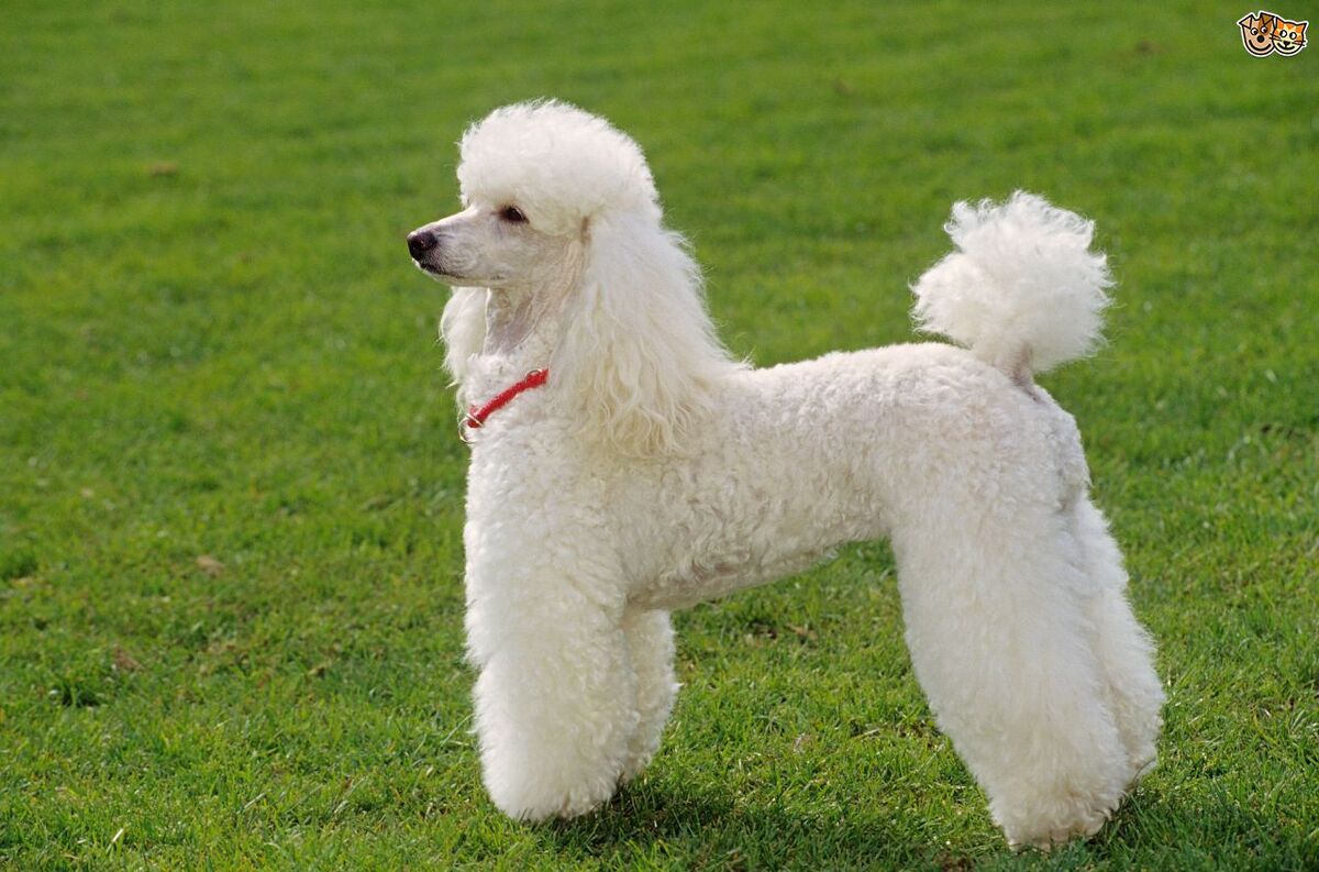 Poodle perrosdelmundo wiki fandom