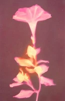 Art: "Lumen Print 1559 Petunia" by John Fobes