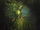 Spriggancore