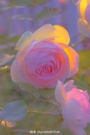 Photo by @q13426875141 on Kuaishou