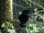 Ravencore
