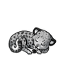 Snowleopard1