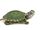 Red Eared Slider Turtle