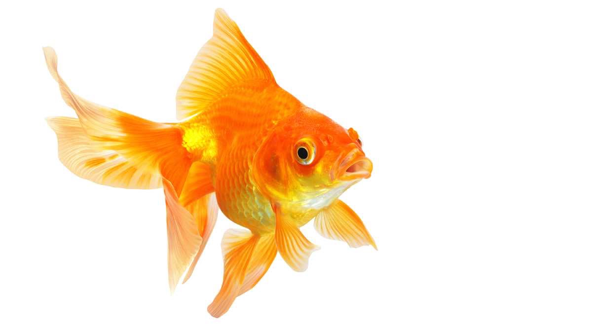 Common Goldfish Pet Care Wiki Fandom