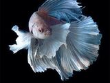 Betta Fish