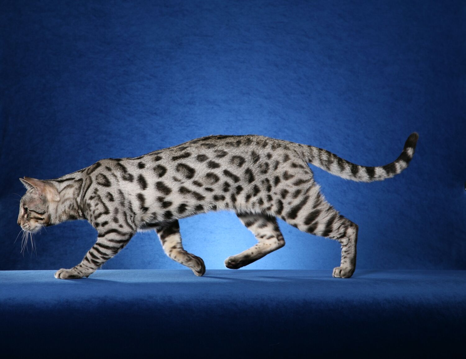 White bengal cheap cat