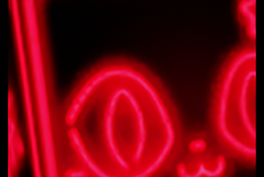 Neon Rocketship: Twilight of a Foxx