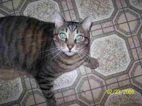 Click for bigger Tabby