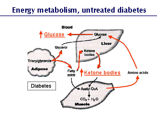 Ketoacidosis Diabetes In Pets Fandom