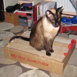 Scratchbox1.jpg