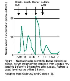 Insulin secretion in non-diabetic human. The peaks represent the additional insulin released at meal times, called post-prandial, or after-meal insulin. Here you see how the non-diabetic body automatically calculates how much insulin is needed to handle the extra glucose generated by the meal and releases it.