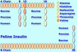 Felineinsulin8