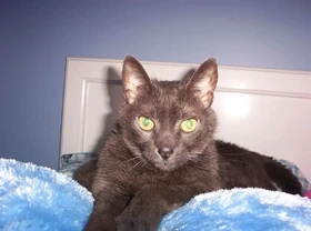 Click for bigger Smokey