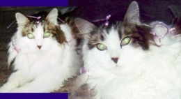 Regis and friend, from Tina