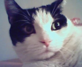 Click for a bigger BAM