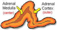 Adrenal gland: Adrenalin or epinephrine is produced by the medulla, or center (shown at left).  Cortisol, or cortisone is produced by the outer, or cortex (shown at right).