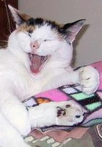 Meow meow-main