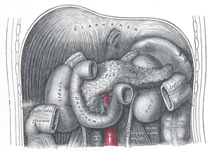 The Pancreas, from Gray's Anatomy