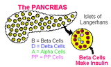 The pancreas has 2 separate sections, the exocrine, which deals with the digestive process, and the endocrine, which deals with the production of insulin (Beta cells) and glucagon (Alpha cells).