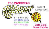 The pancreas has 2 separate sections: the exocrine deals with digestion--the endocrine produces insulin in its Beta cells and glucagon in its Alpha cells.