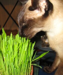 Catgrass.jpg