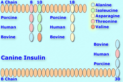 Canineinsulin8