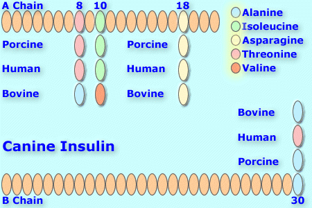 can you give a dog human insulin