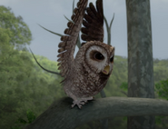 Old-Brown-Owl-About-To-Fly-Image