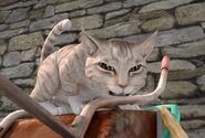 Angery-Cat-Peter-Rabbit-Character-Image0x042982