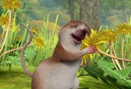 Peter-Rabbit-Shrew-Loves-Flowers-Image