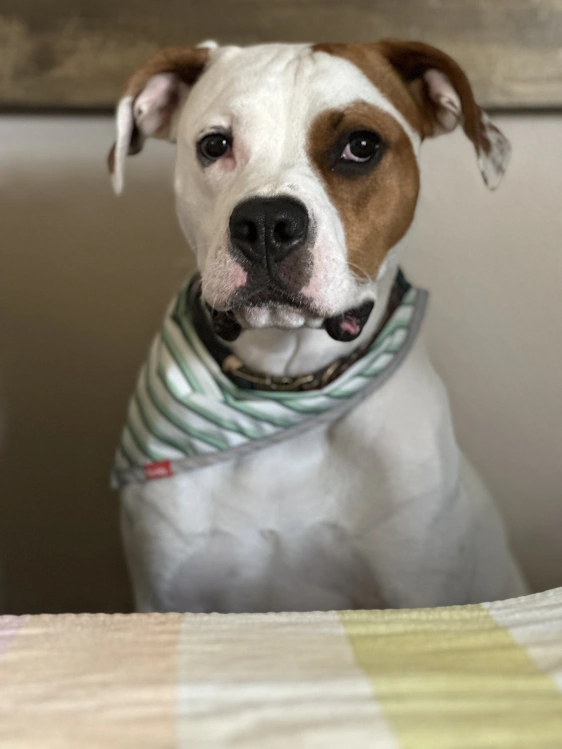 Petey Petey Wiki Fandom