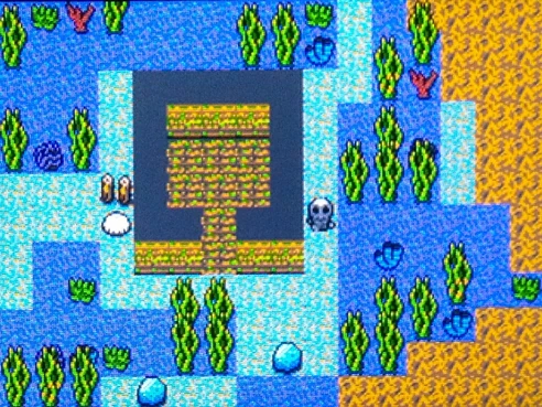 An underwater forest, why not?