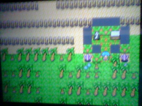 Decorate your forest in any way you want.