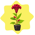 Homegrown Red Celosia