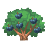 Blueberry Tree