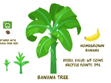 Banana Tree